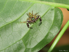 Lurio conspicuus