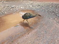 Porphyrio flavirostris