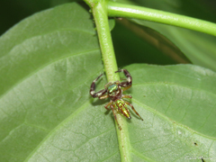Lurio conspicuus