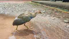 Porphyrio flavirostris