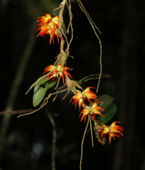 Bulbophyllum flammuliferum