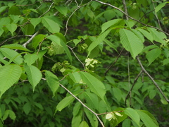 Ulmus laciniata