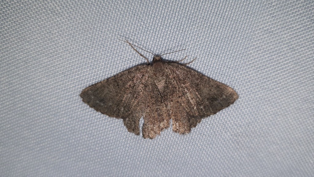 Selidosema taeniolaria