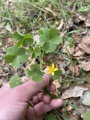 Oxalis pilosa