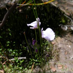 Utricularia lateriflora