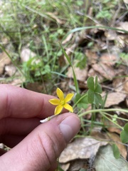 Oxalis pilosa