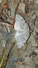 Entephria caeruleata