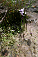 Utricularia lateriflora