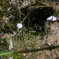 Utricularia lateriflora