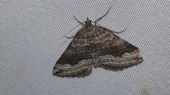 Scotopteryx coelinaria