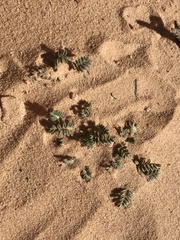 Astragalus striatiflorus