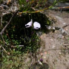 Utricularia lateriflora
