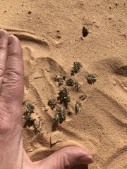 Astragalus striatiflorus