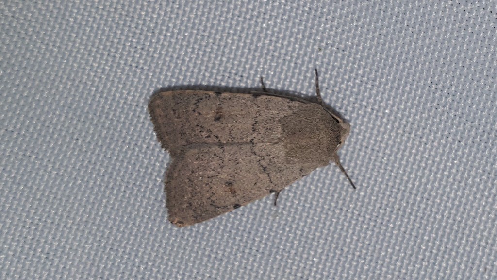 Caradrina aspersa