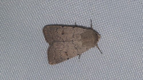 Caradrina aspersa