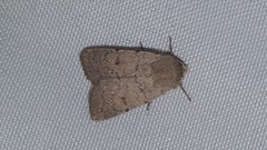 Caradrina aspersa