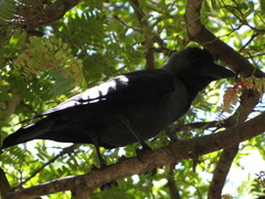 Corvus splendens
