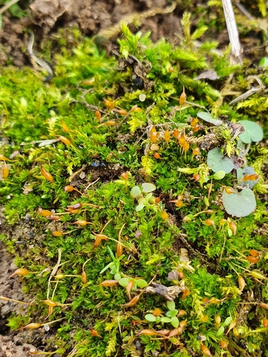 Image of Tortula lindbergii by no rights reserved