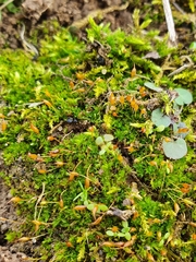 Tortula lindbergii