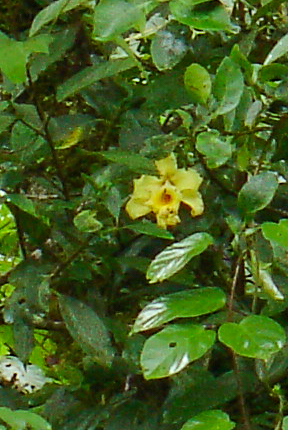 Sobralia xantholeuca