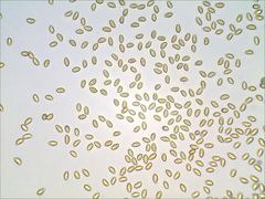 Cortinarius leiocastaneus