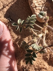 Astragalus striatiflorus