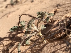 Astragalus striatiflorus