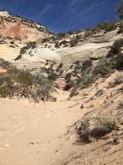 Astragalus striatiflorus