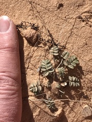 Astragalus striatiflorus