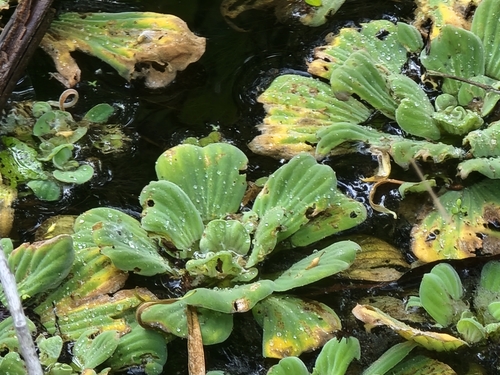 Pistia image
