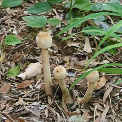 Macrolepiota