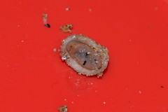 Lepidochitona cinerea