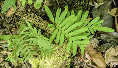 Polypodioideae