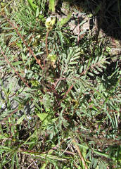 Astragalus atropubescens