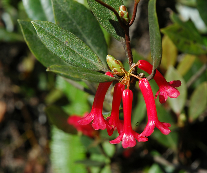 Rhododendron malayanum