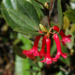 Rhododendron malayanum - Photo (c) Barbara Parris, some rights reserved (CC BY-NC), uploaded by Barbara Parris