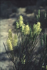 Grevillea didymobotrya