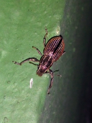 Naupactus tremolerasi