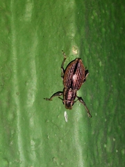 Naupactus tremolerasi