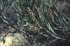 Grevillea hookeriana