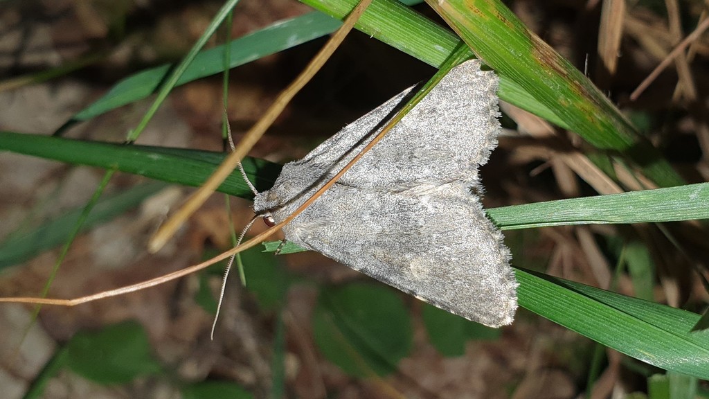 Polymixis dubia