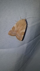 Noctua fimbriata