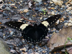 Papilio menatius