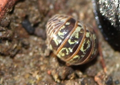Armadillidium pictum
