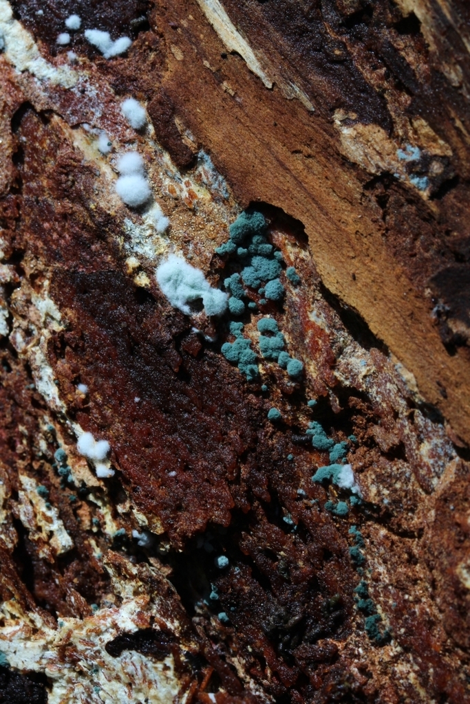 Trichoderma from 37124 Rosdorf, Germany on October 23, 2021 at 12:36 PM ...