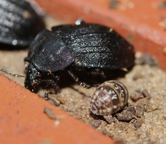 Armadillidium pictum