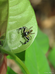 Lurio conspicuus