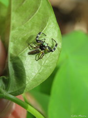 Lurio conspicuus