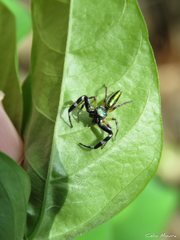 Lurio conspicuus