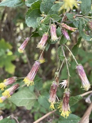 Brickellia pendula